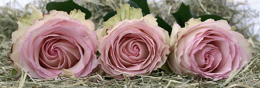 3つのピンクのバラ, バラ, ピンク, バラの花, ロマンス, 愛, 花, バレンタインデー, 結婚式の日, 緑