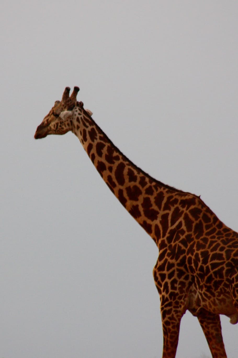 Girafa, Pássaro, Amigos, Animal, Família, selvagem, mamífero, safari, áfrica, viagem