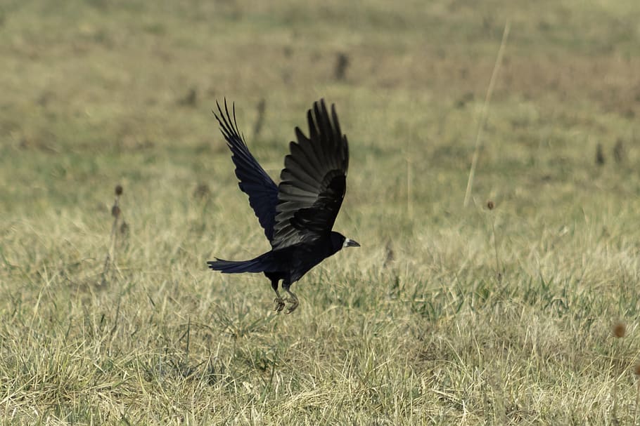 crow, bird, black, plumage, wingtip toys, wild world, autumn, nature, flying, animal world of