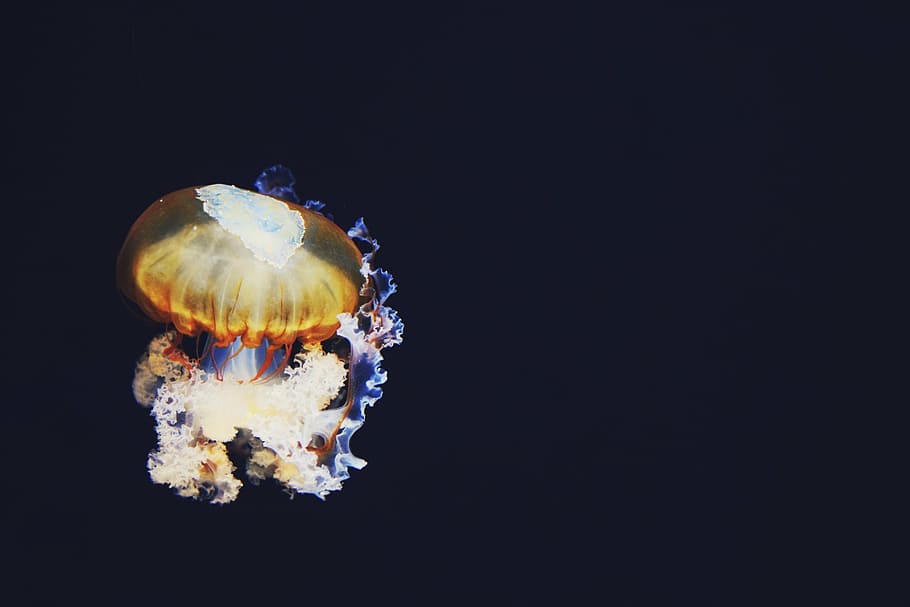 foto, marrón, beige, ilustración de medusa, medusa, oscuro, colorido, claro, acuático, animal