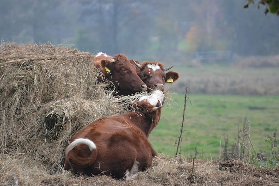 Жвачная корова. Бурая корова. Коровы на выгоне. Cow корова. Коричневая корова фото.