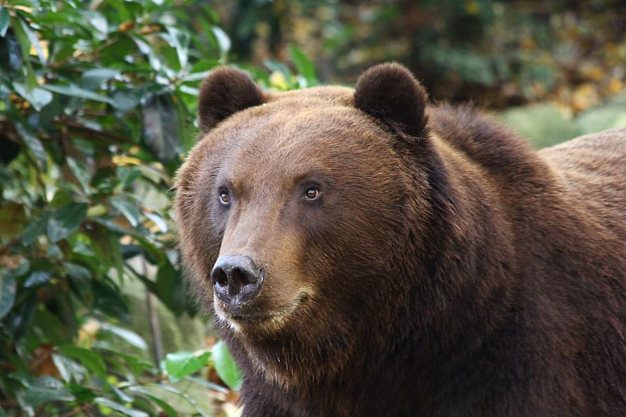 beruang grizzly, kebun binatang, hewan, alam, Mamalia, lingkungan, satwa liar hewan, beruang, binatang di alam liar, satu binatang