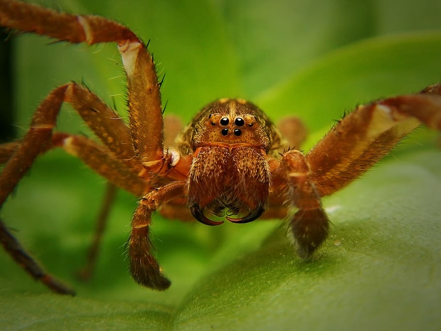 spider, web, tarantula, arachnid, trap, danger, arachnophobia, horrifying, nature, dangerous