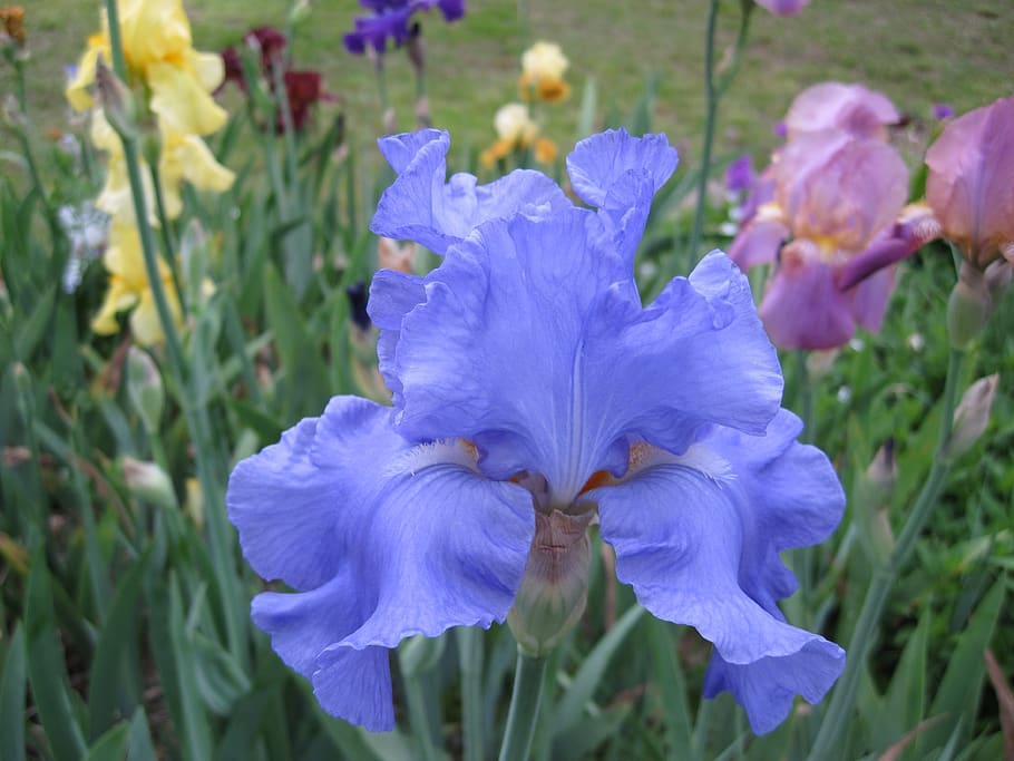 blue iris, iris, flower, plant, nature, spring, garden, bloom, green, blue