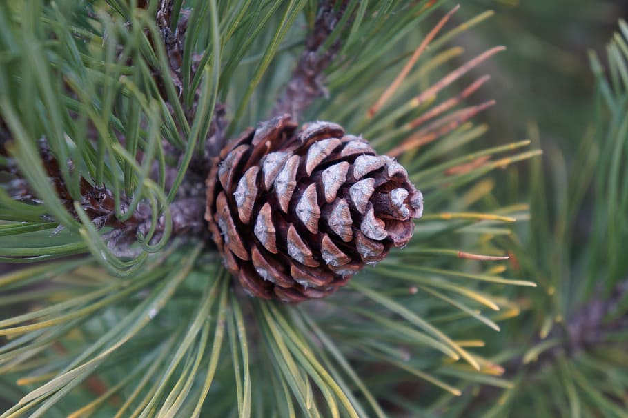 Wood, Artichoke, Natural, Softwood, pine tree, plant, nature, close-up, green color, growth