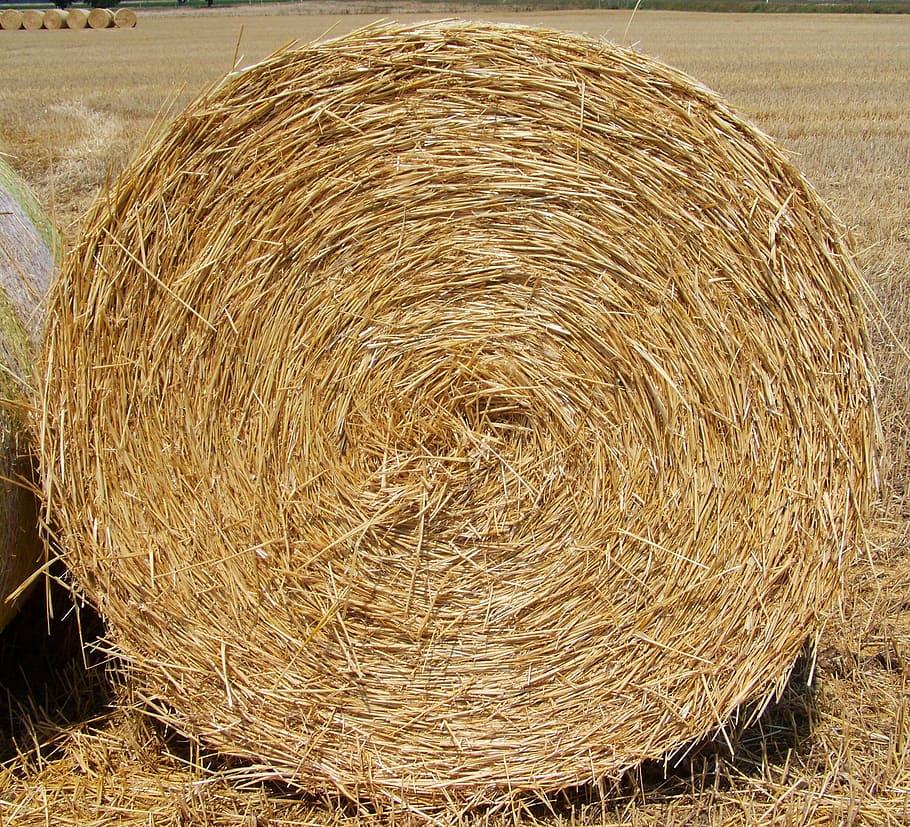 straw bale, harvest, agriculture, bale, hay, field, farm, day, plant, straw