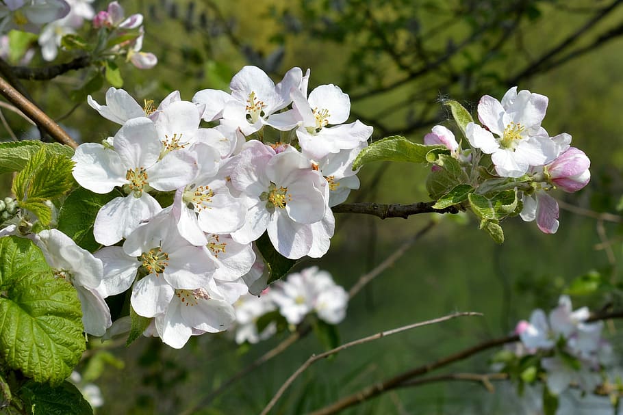 Spring, Blossom, Bloom, Close, fruit tree blossom, white, pink, plant, nature, flower