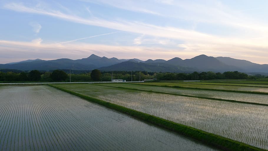 Campo, Yamada, campos de arroz, campos de arroz de yamada, agricultura, paisajes, granja, tranquilidad, naturaleza, escena tranquila
