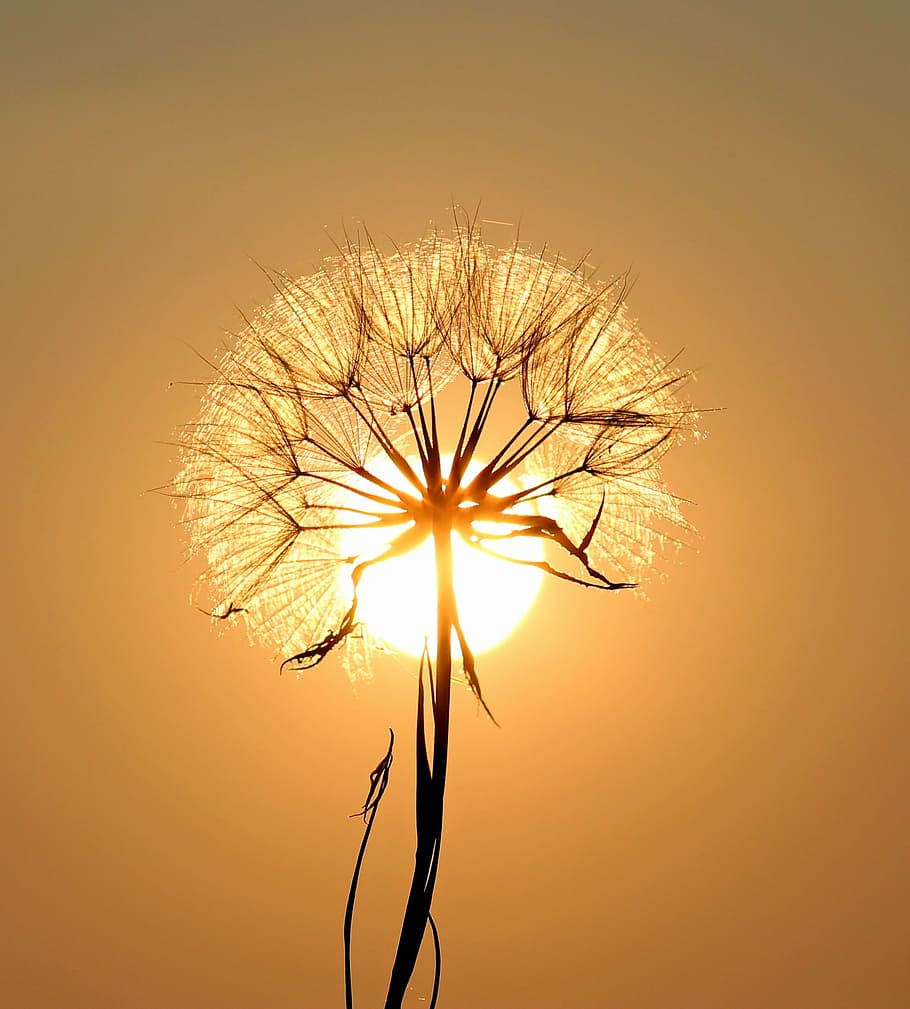 silhouette photography, dandelion, golden, hour, sun, dew, water, plants, sunset, nature
