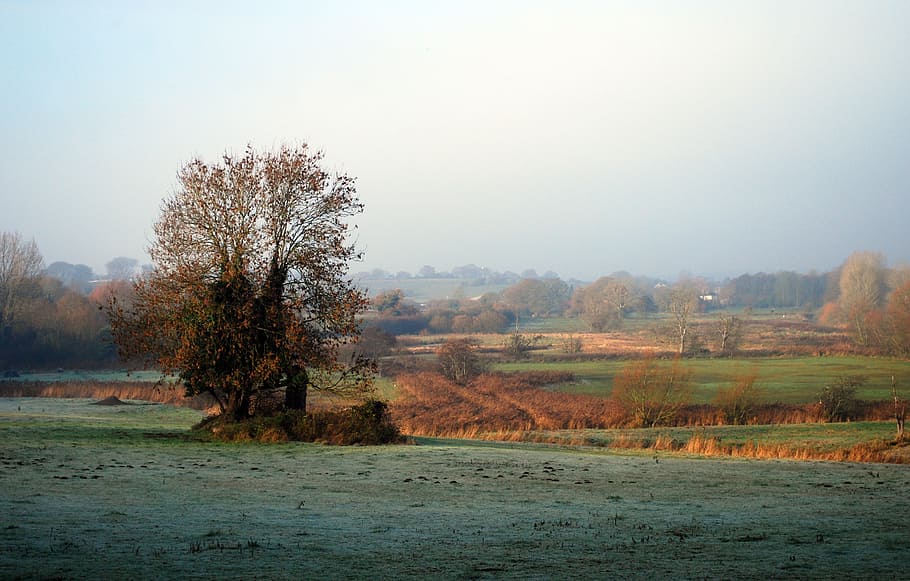 First frost, tall tree on field, tree, tranquility, tranquil scene, landscape, environment, sky, beauty in nature, scenics - nature