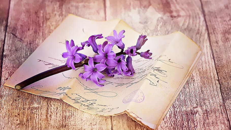 purple, petaled flowers, printer paper, letters, old, antique, font, handwriting, flower, hyacinth