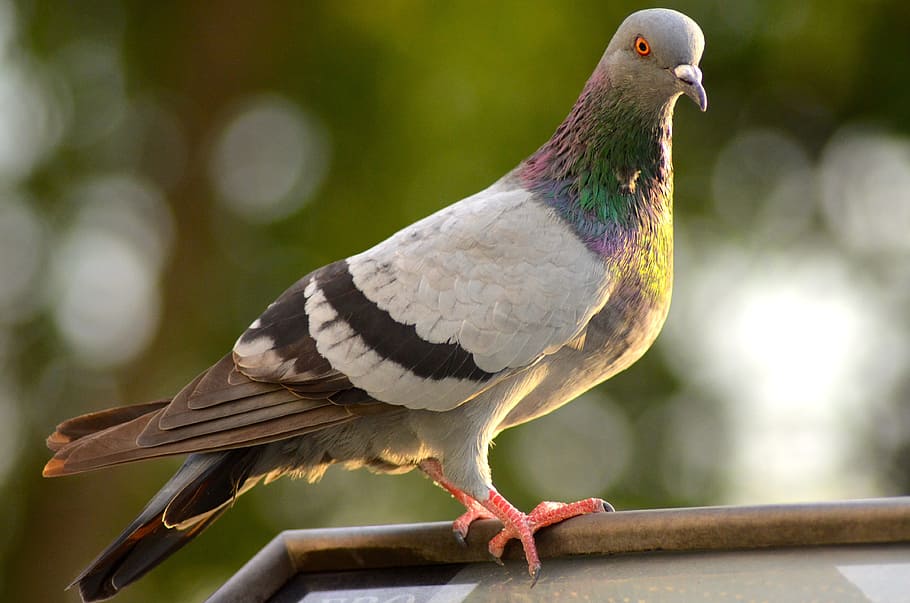 gray, pigeon, perched, branch, bird, dove, wings, birds, wildlife, vertebrate