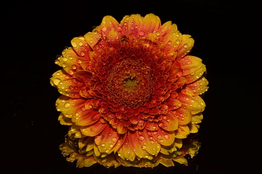 orange, yellow, gerbera daisy flower, water droplets, flower, autumn, black background, flowering plant, close-up, petal