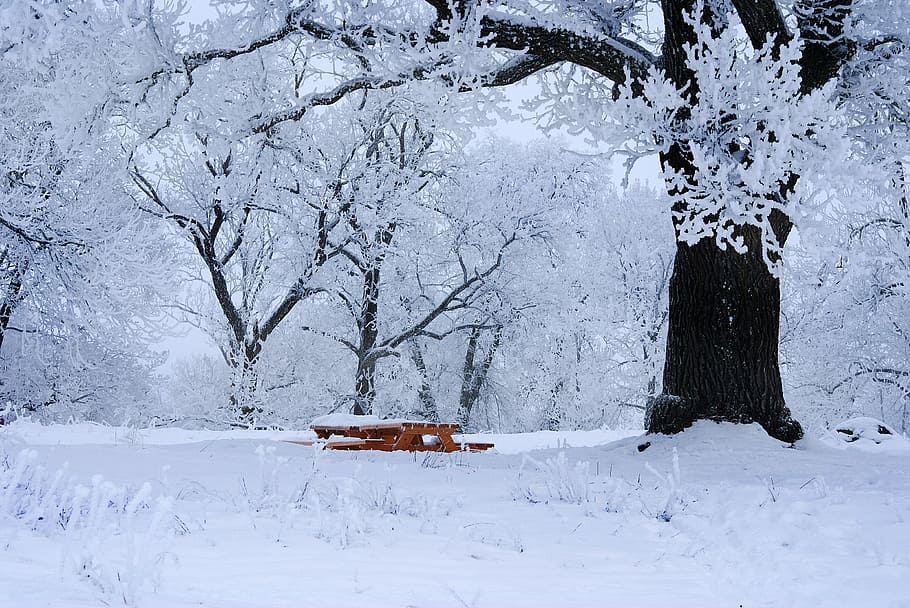 brown, wooden, picnic table, surrounded, snow, covered, trees, winter, cold, uppsala