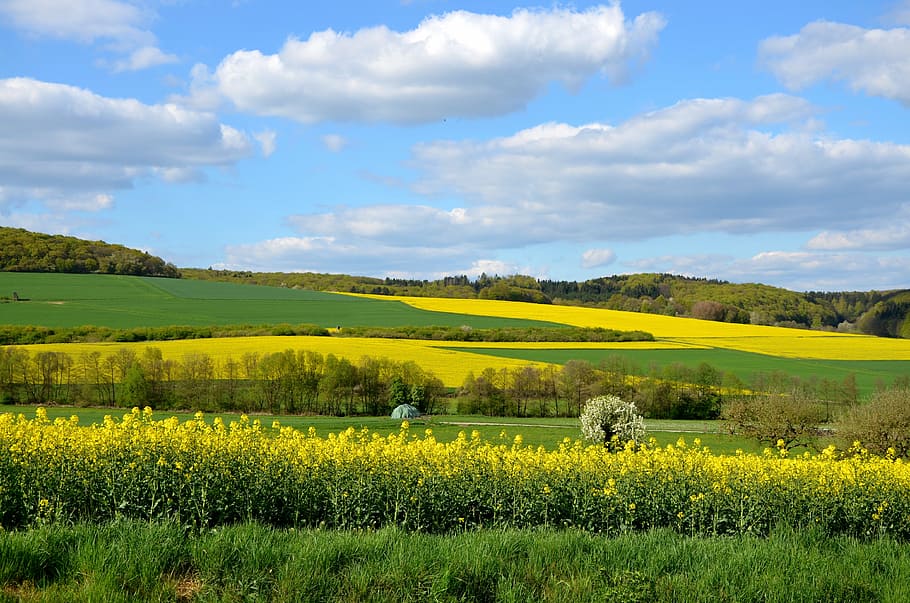 hijau, kuning, bidang bunga, biru, langit, siang hari, bidang rapeseed, lanskap, alam, padang rumput