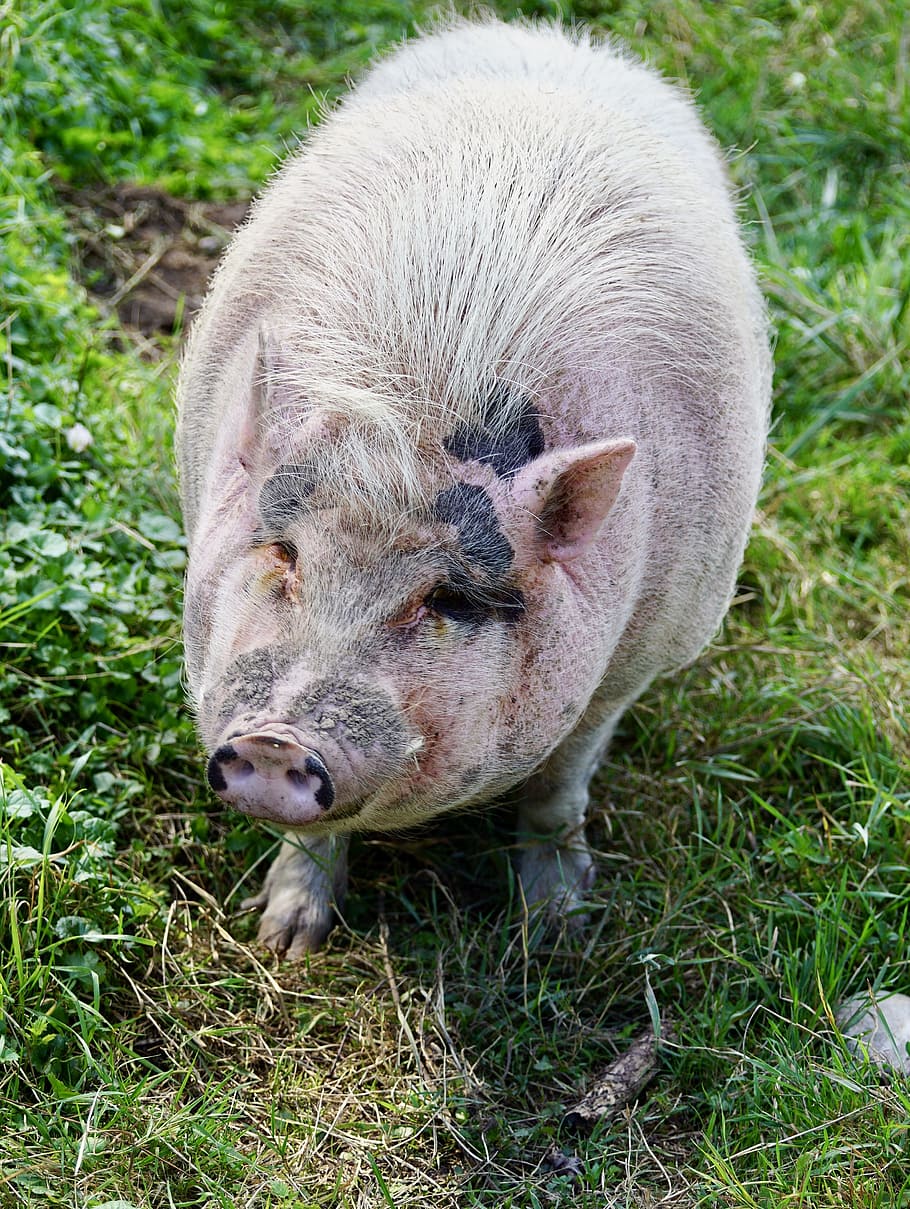 豚, 動物, 幸せな豚, 農場, 農業, 国内豚, 幸せ, 子豚, かわいい, 田舎の豚