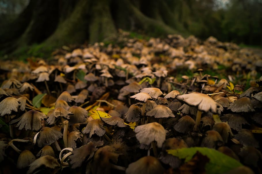 selective, focus photography, mushrooms, focus, fungi, nature, woods, forest, outdoors, leaf