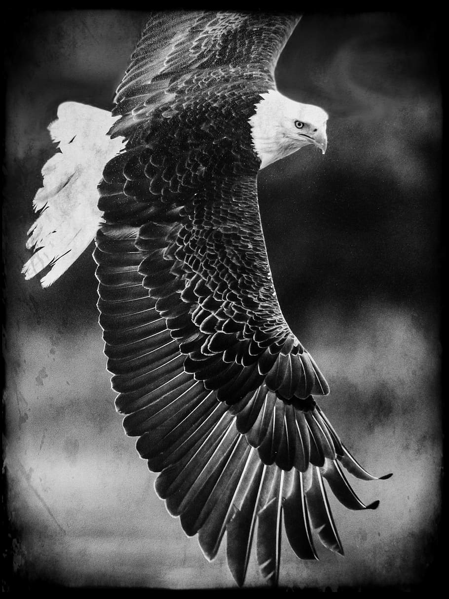 eagle grayscale photo, eagle, grayscale, bald eagle, king of the air, bird, predator, feathered, symbol, prey