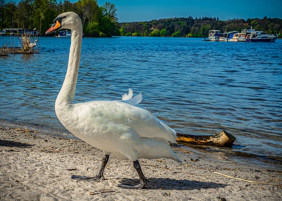swan, water, lake, beach, animal, bird, nature, animal world, water bird, white