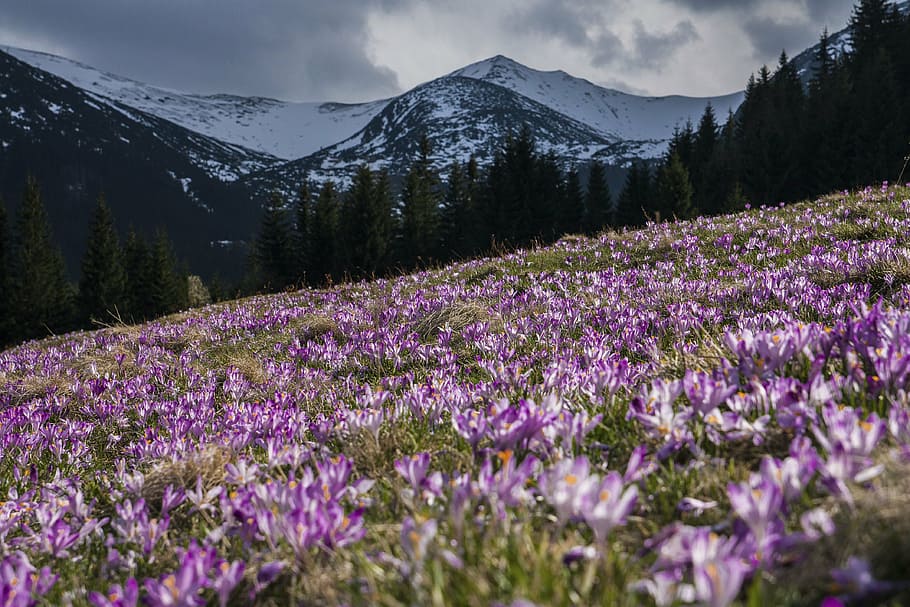 low, angle photography, purple, petaled flower field, mountain alps, nimbus clouds, flower, violet, petal, bloom