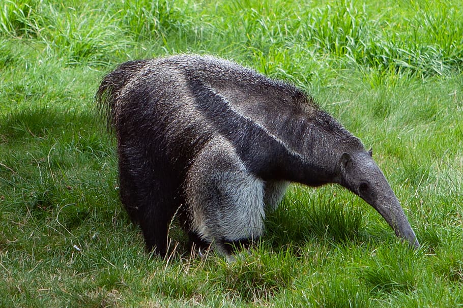 giant anteater, ant eater, anteater, ant bear, endangered, central america, south america, elongated snout, bushy tail, long fore claws