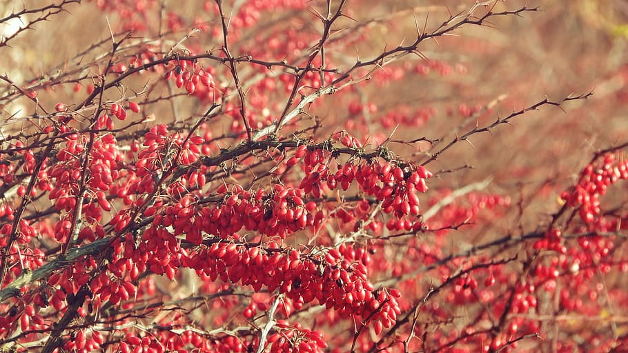 barberry, the fruits of barberry, berberis, red berries, shrub with fruits, red bush, plant, tree, branch, growth