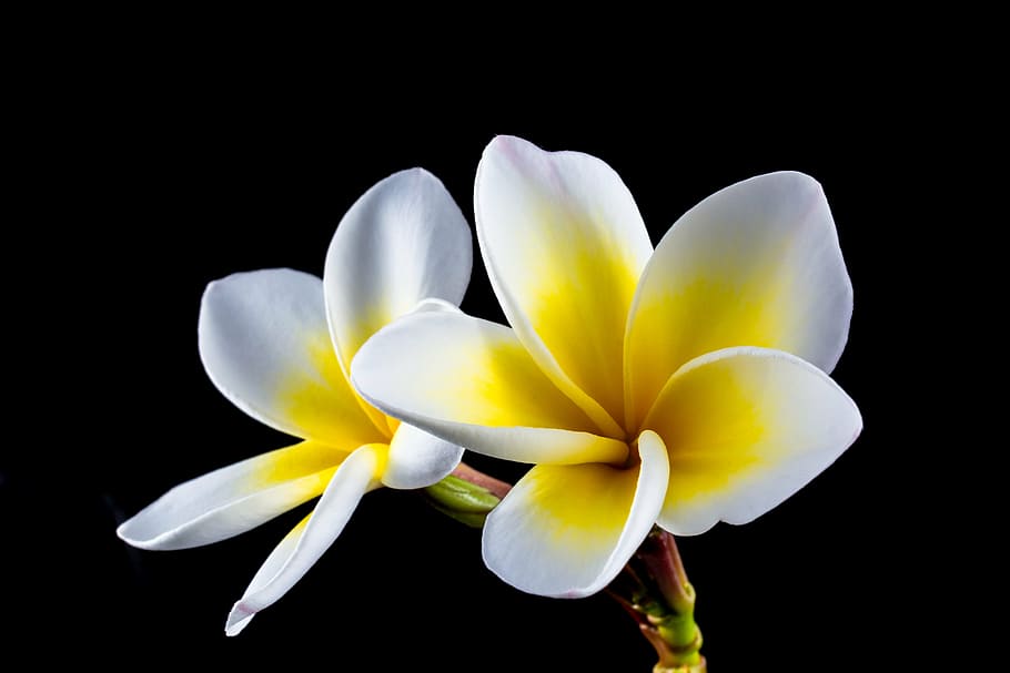 white, yellow, flowers, blossom, bloom, flower, frangipani, plumeria, frangipandi, flor de cebo
