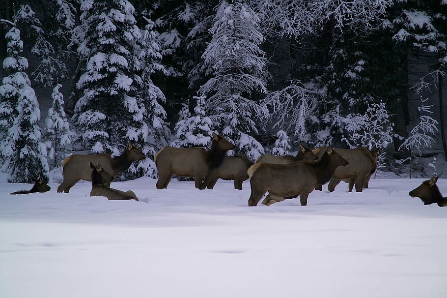 Elk, Herd, Snow, Forest, Winter, Nature, elk herd, trees, resting, cold