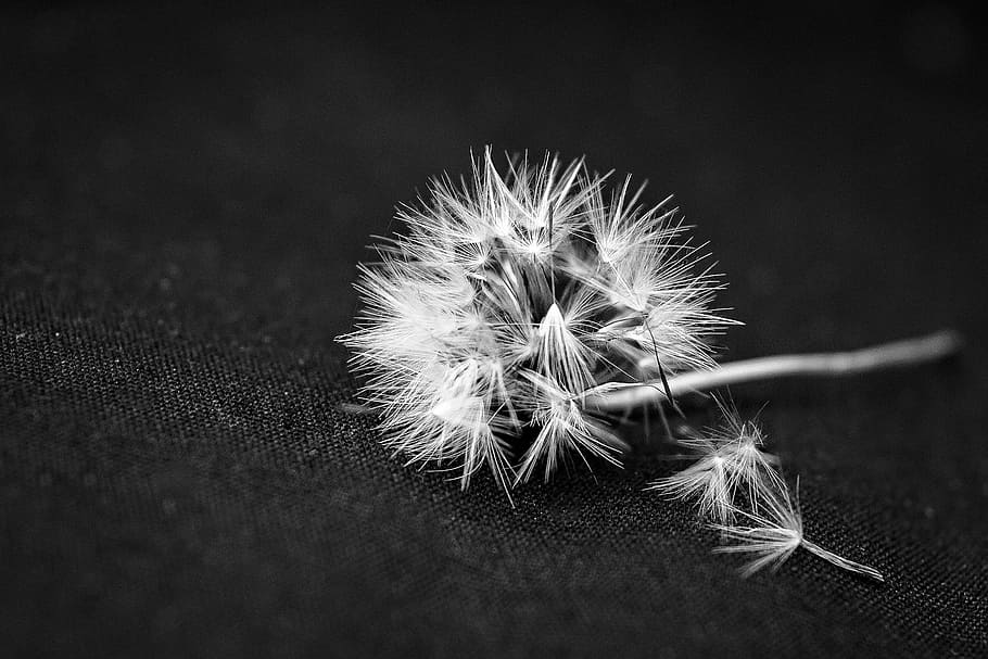grayscale photography, dandelion flower, surface], dandelion, flower, plant, nature, black and white, close-up, fragility