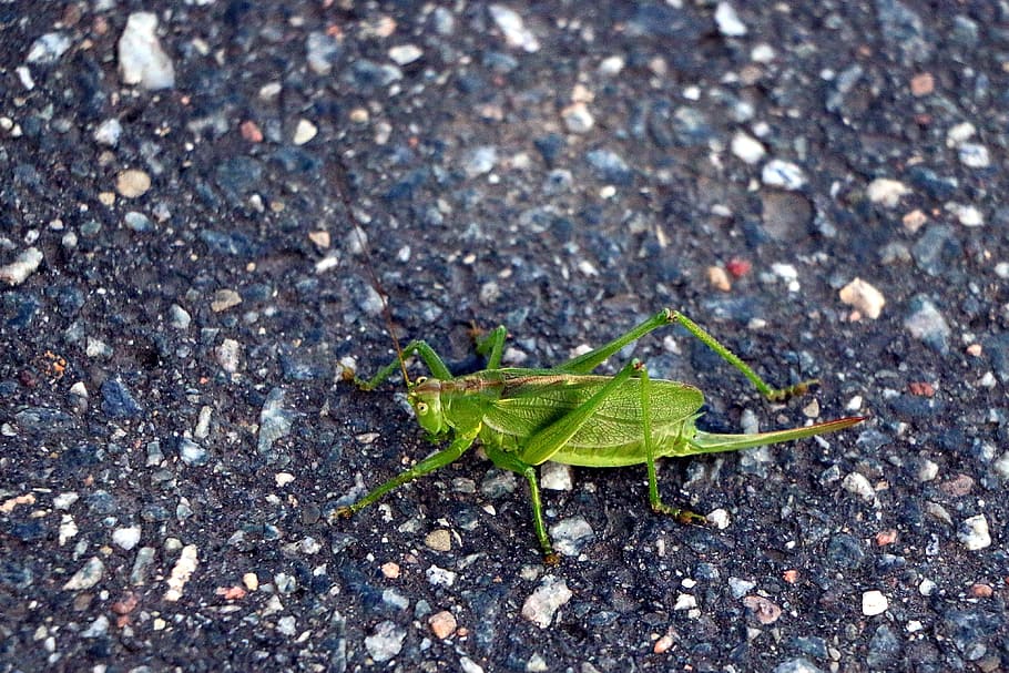 viridissima, grasshopper, tettigonia viridissima, insect, close, green, heupferdchen, nature, grass, skip