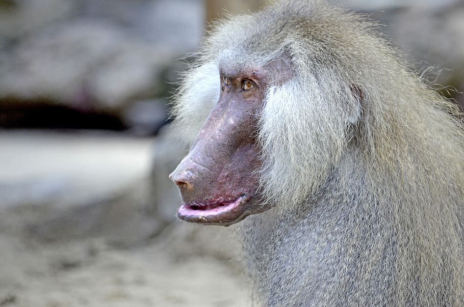 Baboon, Monkey, Old, Male, monkey males, grey fur, old animal, hamadryas, papio hamadryas, zoo animal