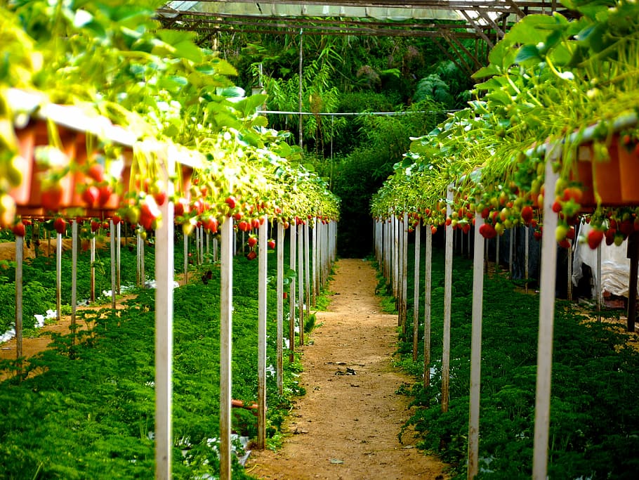 green, leafed, plant lot, strawberry, strawberry farm, berries, fruits, ripe, farm, agriculture