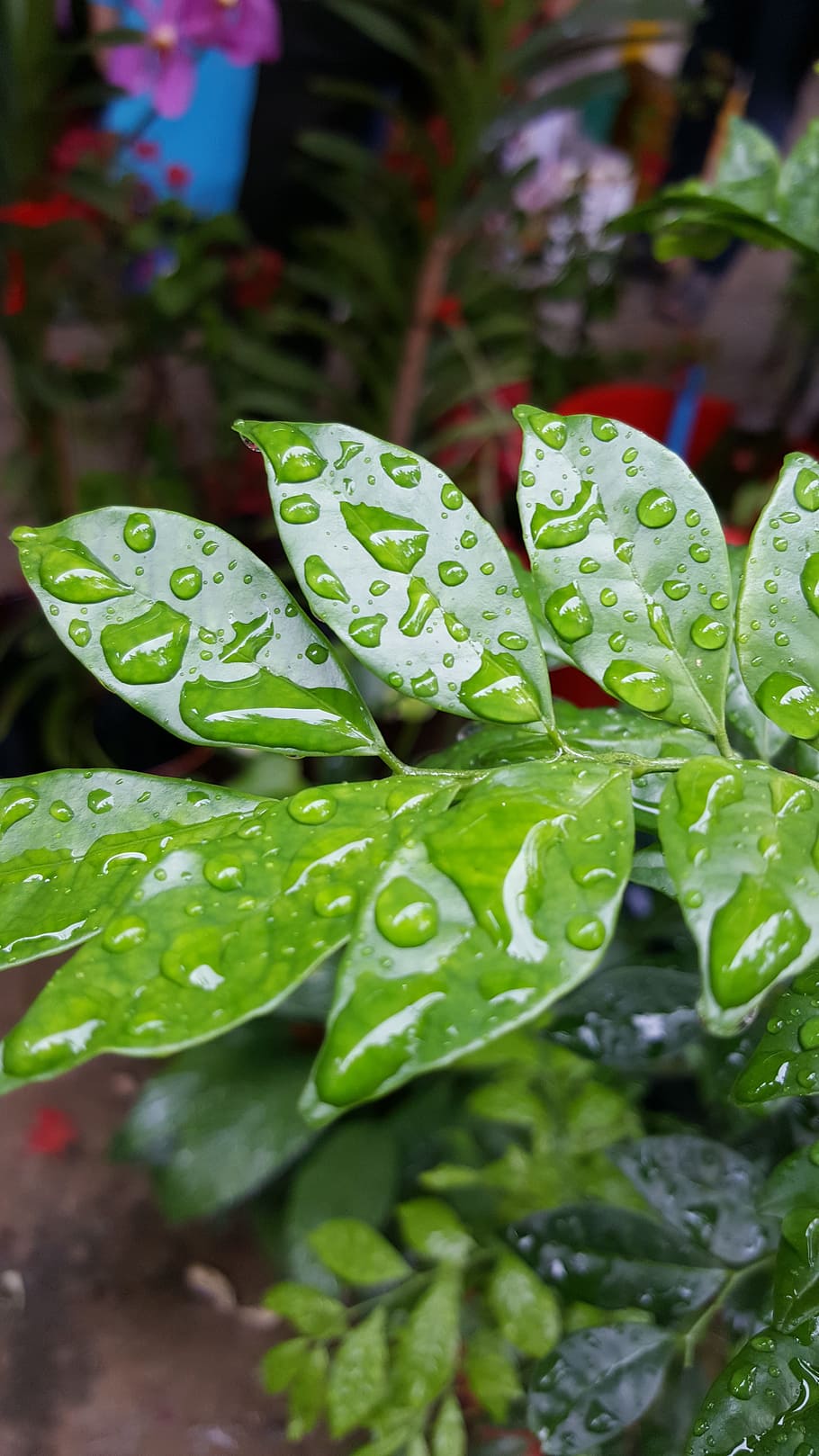 leaf, rain drop, rain, nature, water, green, plant, summer, drop, spring