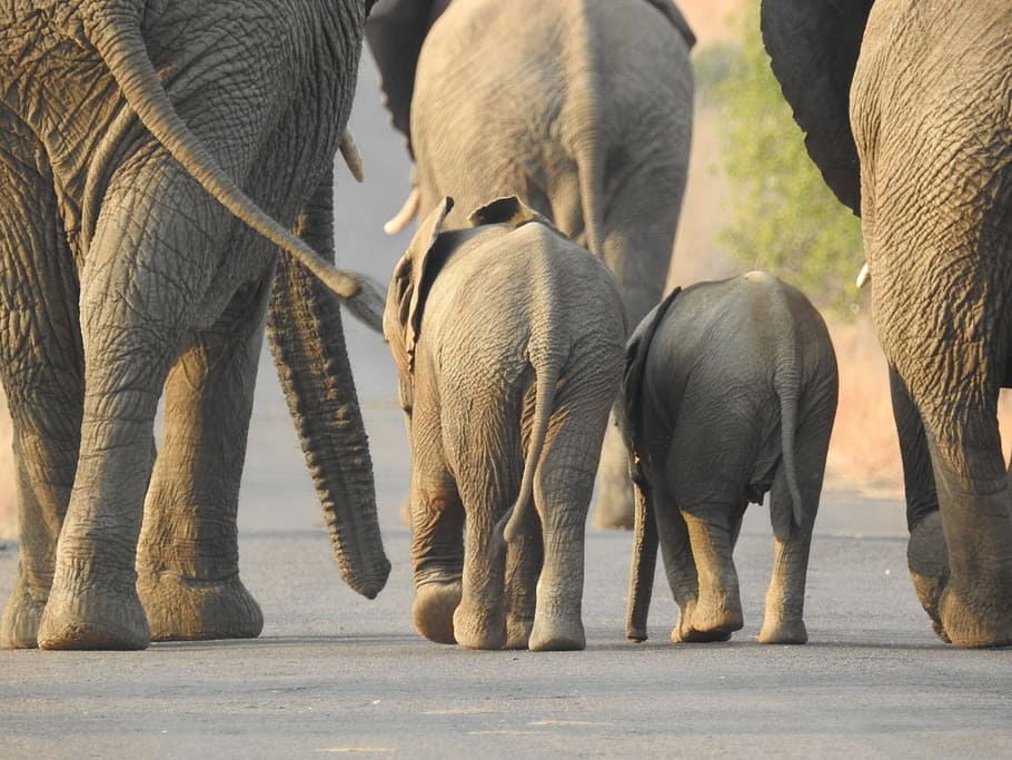 animal, wild, nature, wildlife photography, cute, elephant, group of animals, animal themes, mammal, animals in the wild