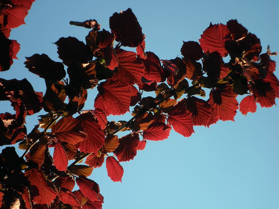 hazel, leaves, red, back light, branch, sky, low angle view, plant, beauty in nature, growth
