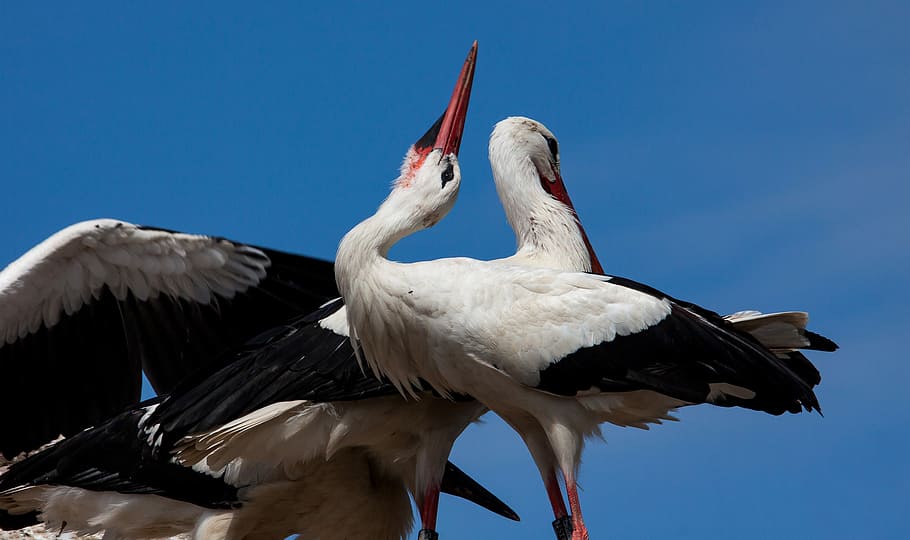 stork, storks, bird, animal, animal world, adult, white stork, storchennest, rattle stork, poultry
