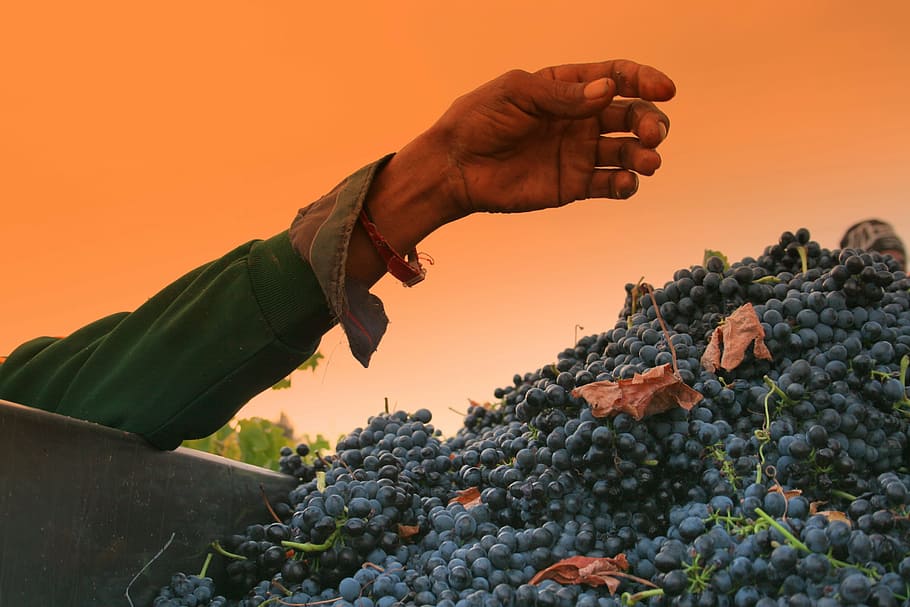 tangan, anggur, lengan, kebun anggur, shiraz, panen, pertanian, buah, tangan manusia, pembuatan anggur