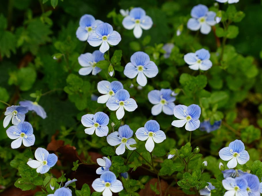 blue, flowers, chamaedrys, flower, blossom, bloom, white, light blue, veronica chamaedrys, although