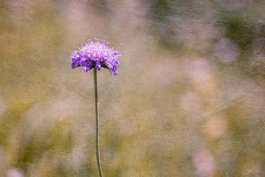purple, petaled flower selective-focus photography, deaf-skabiose, scabiosa columbaria, caprifoliaceae, flower, blossom, bloom, plant, nature