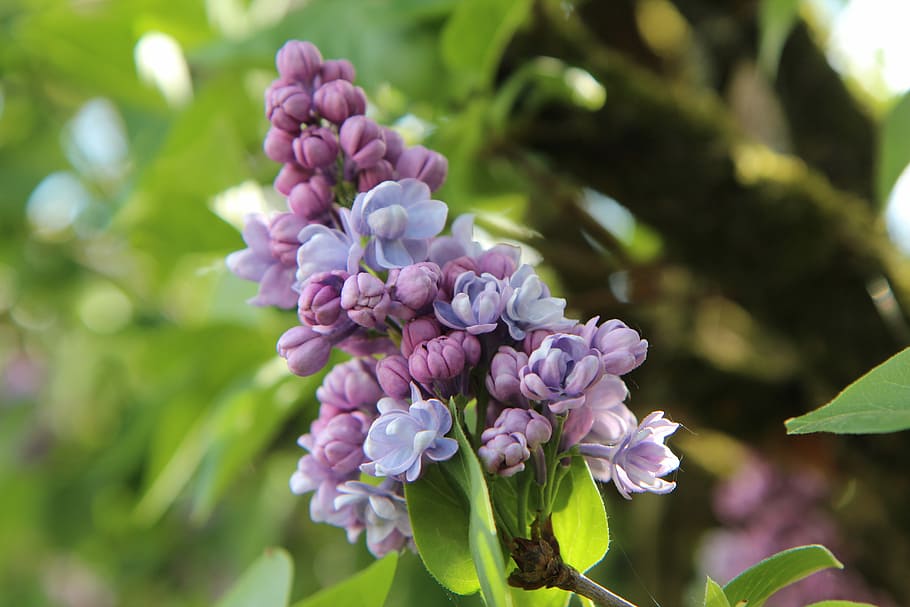 lilac, common lilac, lilac purple, flowering, flower, flowering plant, plant, beauty in nature, freshness, close-up