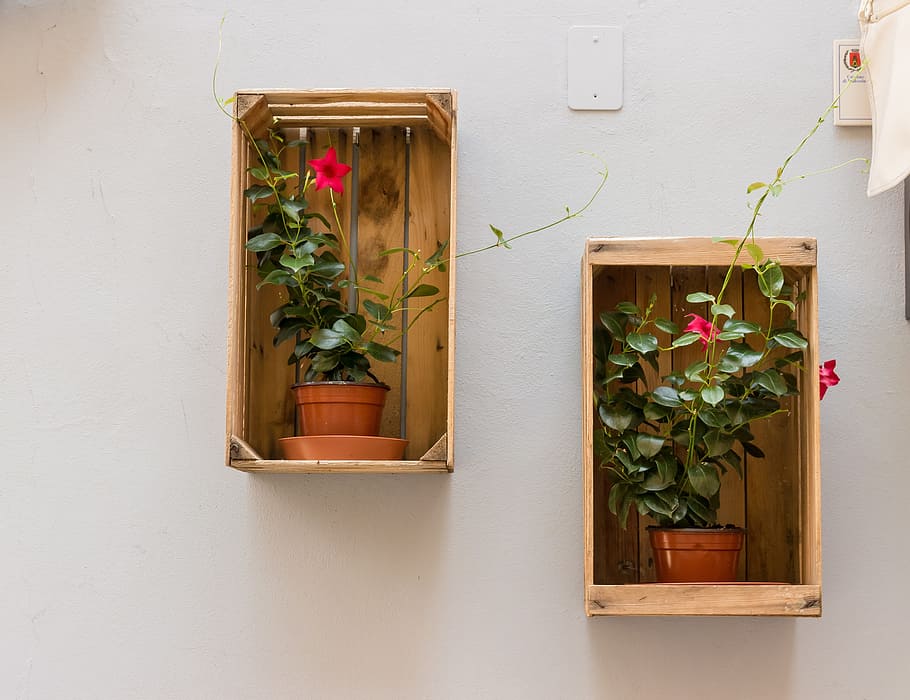two, potted, petaled flowers, shelf, flowerpot, box, wall, decoration, flower pots, country house style
