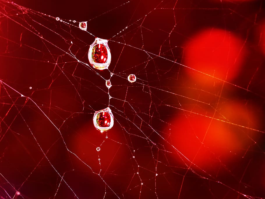 water drops, cobwebs, refraction, red, bokeh, decoration, soap bubbles, spider web, fragility, close-up