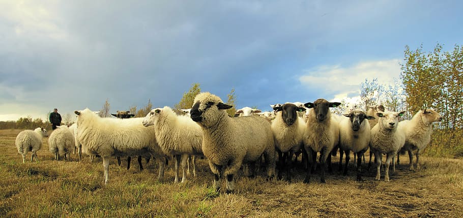kawanan, domba, bidang rumput, hewan, fotografi, domba jantan, kawanan domba, pertanian, petani, gembala
