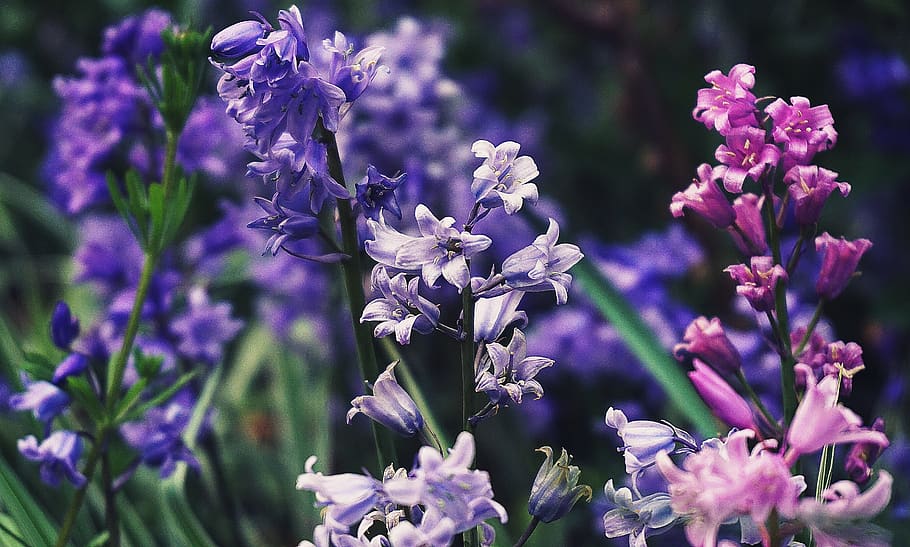 bluebells, flowers, flora, floral, nature, plants, meadow, garden, close up, bloom