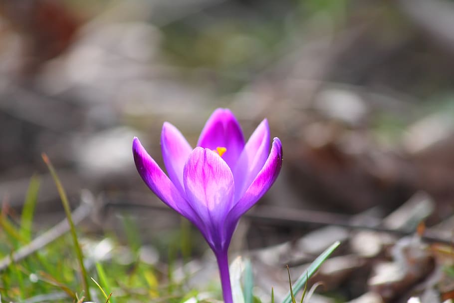 花, サフラン, 自然, 植物, スロベニア, 春, 開花植物, 脆弱性, 鮮度, 自然の美しさ