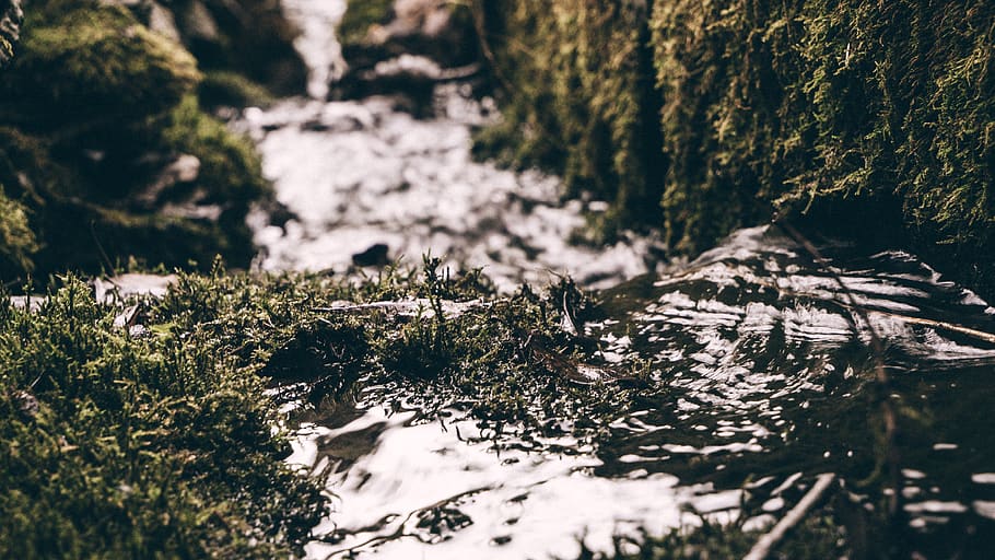 river, water, grass, blur, nature, outdoor, tree, plant, forest, day