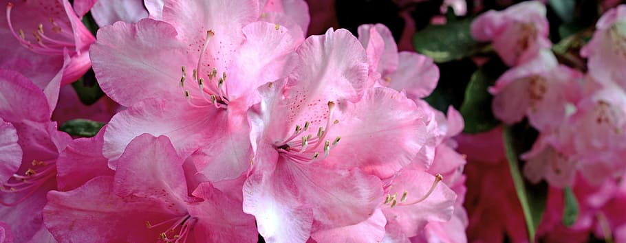 closeup, pink, azalea flowers, rhododendron, blossom, bloom, spring, nature, bush, garden
