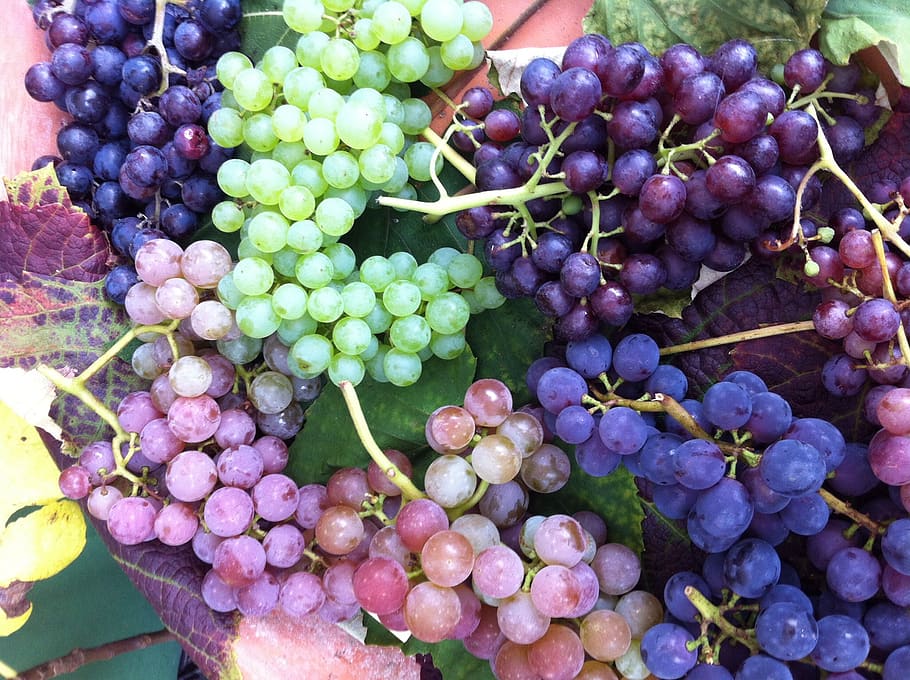 grapes, fruit, blue grapes, food, vitamins, ripe grapes, wine, healthy eating, food and drink, freshness