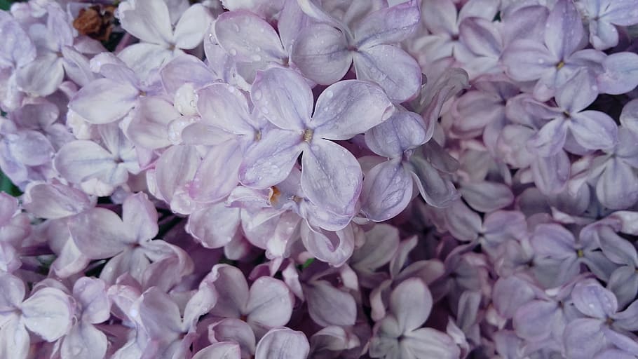 Lilac, Flowering, Bush, without, may, spring, nature, backgrounds, close-up, plant