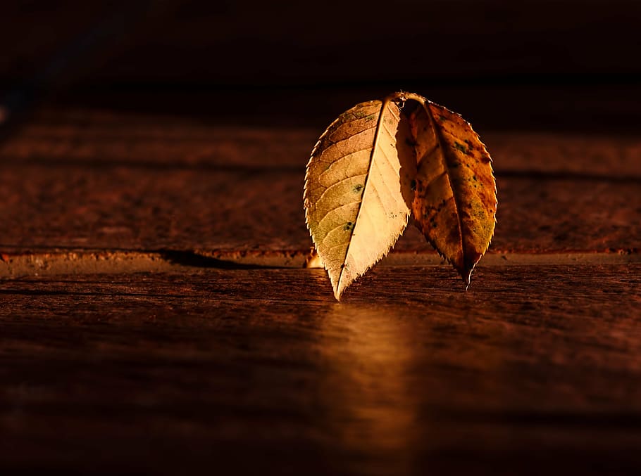 seletiva, foto de foco, dois, marrom, folhas, folha, outono, amanhecer, hora de ouro, claro e escuro